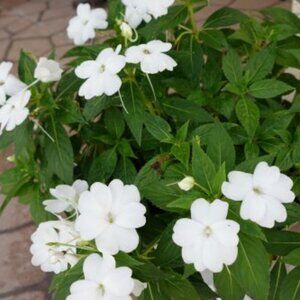 Meet your Posher, KP